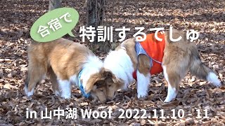 【ラフコリー】合宿で特訓するでしゅ　in山中湖Woof　2022.11.10-11