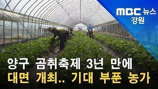 2022. 04. 22 [원주MBC] 양구 곰취축제 3년 만에 대면 개최... 기대 부푼 농가