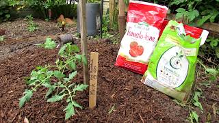 Gardening 101 Ep9: All the Steps for Planting a Tomato - Hole Depth, Amendments, Fertilizer & Mick