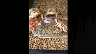 Frogs fight over food