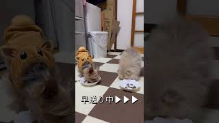 お友達とご飯を食べる犬 #shorts #ポメラニアン #ヨーキー #子犬