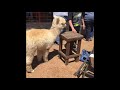 guy giving the alpaca his long awaited hug finally