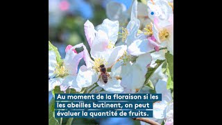 floraison et pollinisation  expliquée par Frank Christnacher