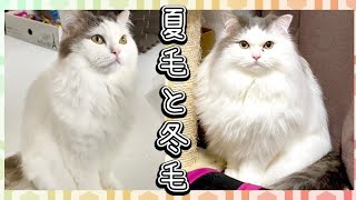 猫の夏毛と冬毛の違い