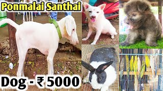 பொன்மலை சந்தை | Dog sales | Ponmalai Santhai After Lockdown 2.0 #dogs #hen  #sundaymarket #