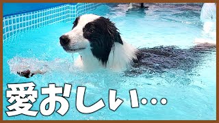 【初プール】お水大好きなボーダーコリーのまさかの姿に驚きが隠せない程愛おしくなった！