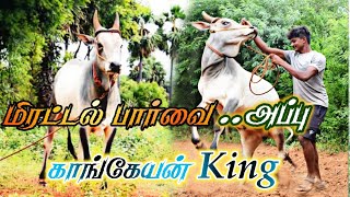 மிரட்டல் பார்வை... அப்பு ✨காங்கேயன் King...🔥