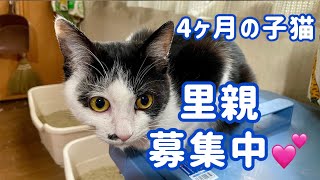 【保護猫】4ヶ月の子猫☆里親募集中〜🐾