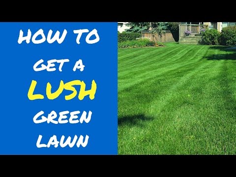 5 Tips To A Lush Green Lawn 5 Tips To A Lush Green Lawn