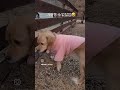 첫만남은 늘 어색해 문우리 문we 강아지 강아지일상 dogshorts 반려견 쇼츠 goldenretriever cute 믹스 pet