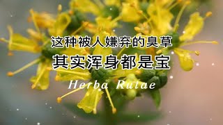 这种被人嫌弃的臭草，其实浑身都是宝