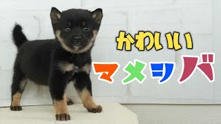 【豆柴】子犬　1/4　女の子♀1　摂州宝山荘　mameshiba dog Puppy （mame shiba inu)