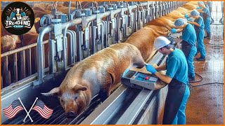 10,000+ Livestock Machines Revolutionizing U.S. Farming | Farming Documentary #machine #smartmachine