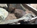 quokka クォッカワラビーは世界一幸せもの