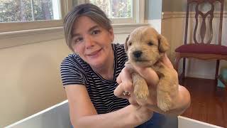 Meet Sugar's adorable Schnoodle puppies at 2.5 weeks old!