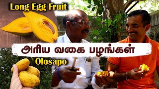 😍 Rare Olosapo & Eggfruit Tasting – செம்ம டேஸ்ட் 🍈🔥 | Exotic Fruits & Gardening Tips! 🌿✨