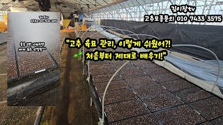 고추 육묘 관리, 이렇게 쉬웠어?! 🌱 처음부터 제대로 배우기! #고추재배방법 #고추모종 #고추 파종 시기