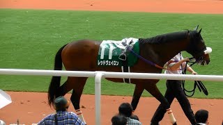 レッドヴェイロン、アーリントンカップのパドック。現地映像、阪神競馬場