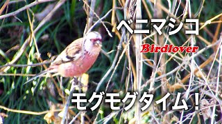 ベニマシコのモグモグタイム / Long-tailed Rosefinch