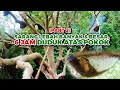 Insane! This Man Willing To Stay On A Tree For 6 Hours To Take Very Valuable Honey! - eps257