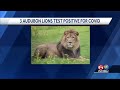 Three lions at Audubon Zoo test positive for COVID-19