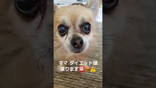 ここさん、ママ、ダイエット頑張ります🈲🍔⚠️本気やで❗ #dog #animaldog #チワワ #犬#ダイエット #癒し