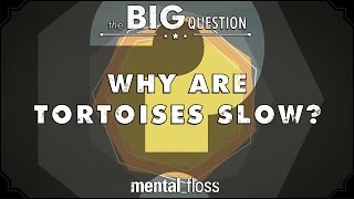 Why Are Tortoises Slow? - Big Questions (Ep.6) | Mental Floss
