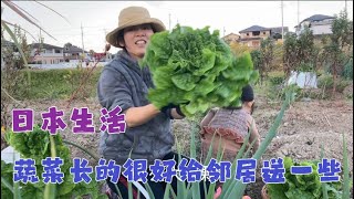 日本生活vlog/超市蔬菜太贵了，我自己种的长的很好给邻居们分一些