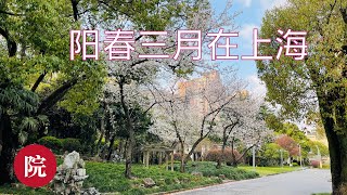 【彬彬有院】行•873 阳春三月的上海   ，2022