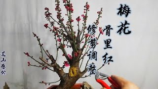 骨里红梅花，含苞待放！刚买来不久，初次调整、修剪。请多指教