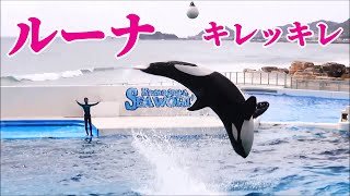 「ルーナ」キレッキレのルーピングキック!! 鴨川シーワールド Kamogawa Sea World シャチショー