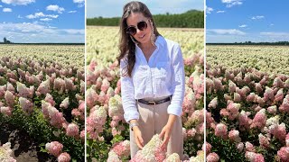 Experiencing Hydrangea Heaven at Bailey Nurseries! 😍