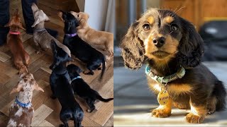 Seven Dachshunds and Four Puppies! 🐶