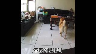 柴犬荳荳拉肚子 shiba poopoo 聲音壞掉了🥴沒聲音