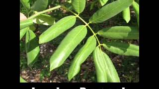 9 Herbal Remedies For Sciatica