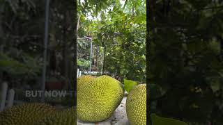 Easiest way to get rid of fruit flies! #garden #gardendiy #fruitflies #jackfruit #shorts