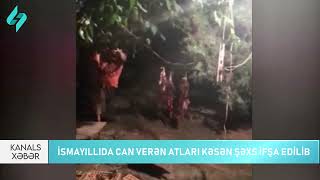 İsmayillida can veren atları kesen shexs ifsha edilib… | Kanal S Xeber