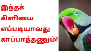 இந்தக் கிளியை எப்படியாவது காப்பாத்தணும்!-சிறுகதை|Short Story