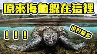 原來台灣是世界海龜密度最高的地方！｜B級旅行推廣協會｜好倫＠台灣屏東小琉球