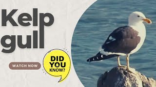 kelp gull facts 🦆 Dominican gull 🦆