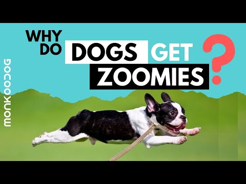 Why is my puppy running around like crazy?