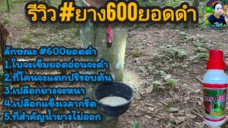 #600ยอดดำ #น้ำยางไม่ออก ดูทางนี้ @kiart_phatthalung