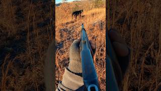 Would You Shoot The Bear