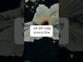 যে স্ত্রী শুকরিয়া আদায় করে না 🌼🖤 shortvideo স্বামী স্ত্রী