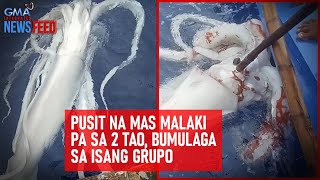 Pusit na mas malaki pa sa 2 tao, bumulaga sa isang grupo | GMA Integrated Newsfeed