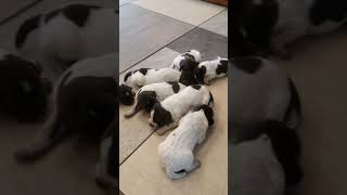 Q Litter One Week Old - Wirehaired Pointing Griffons, Bluestem Kennels