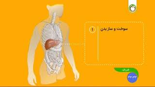 شبکه سلامت سیما : کبد چرب fatty plate