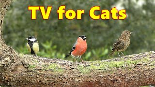 Colorful Birds in The Trees ~ Mesmerizing Cat TV