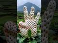 The spanner strawberry is unique in that it has a flat pentagonal star and a bright red skin