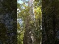 Kauri Tree